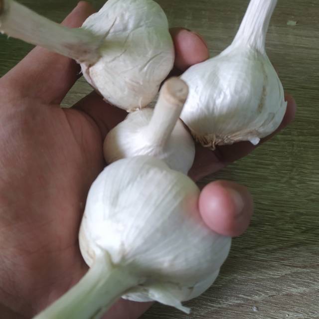 

Bawang Putih Kating