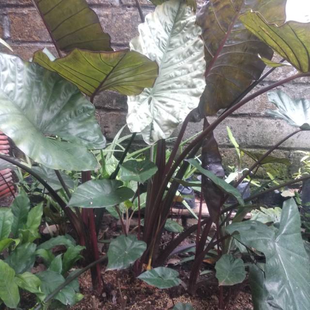 Tanaman Hias Tales Hitam