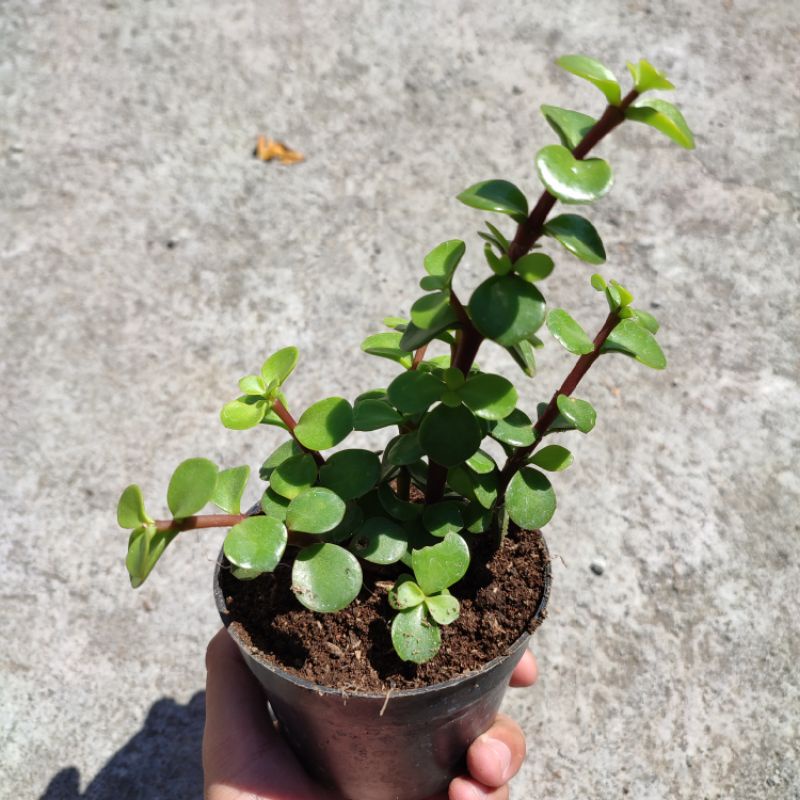 Portulacaria afra big size/Elephant bush