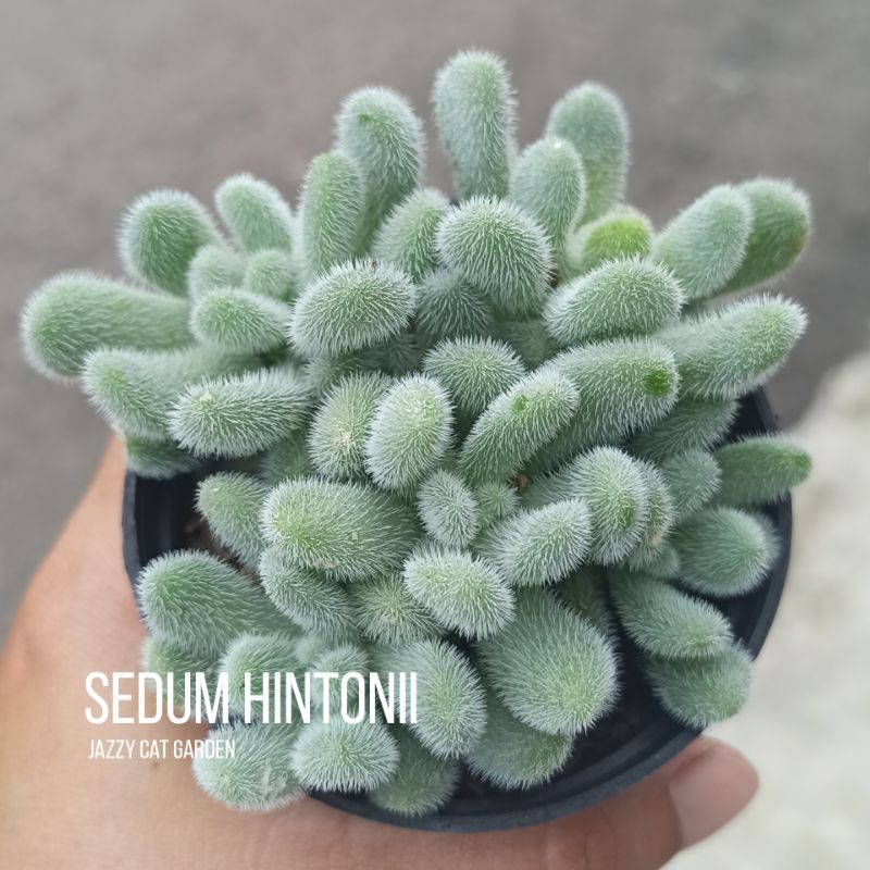 Jazzy Cat Garden Sukulen - Sedum hintonii