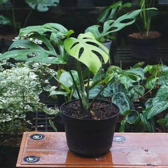 Tanaman hias philodendron monstera rhapidopora/ rhapidopora testaperma
