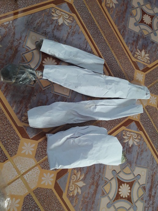 Tanaman Hias - Bibit Bunga Gloxinia