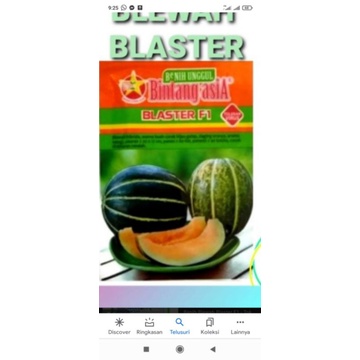 benih blewah BLASTER