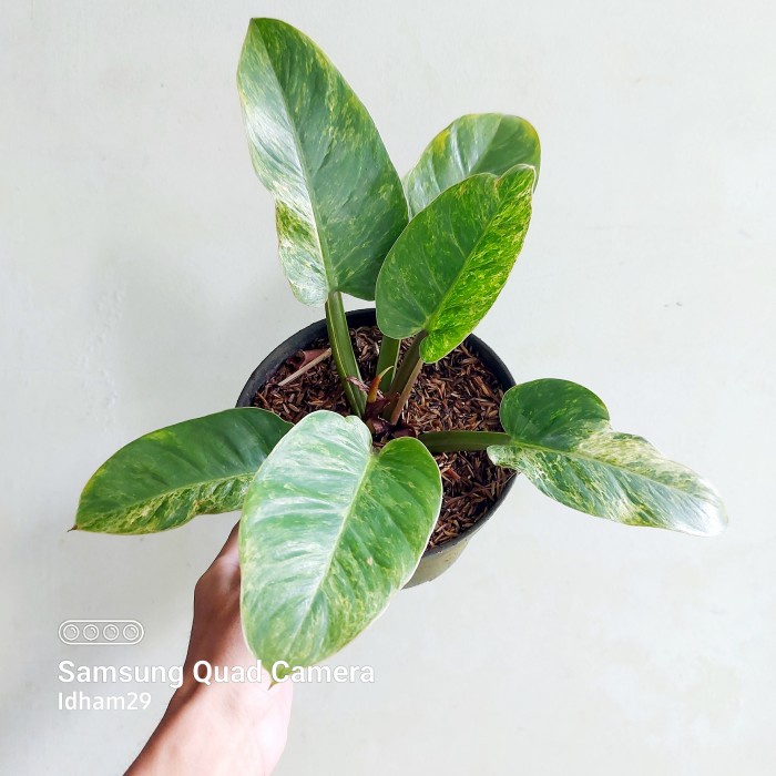 bibitbonggol Philodendron Melodii Variegat