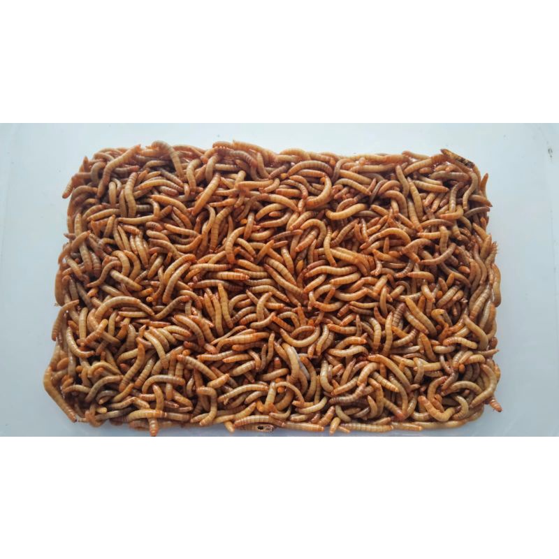 ULAT HONGKONG HIDUP MURAH//ULAT PAKAN IKAN CHANNA//PAKAN BURUNG//ULAT HONGKONG 30GR MURAH