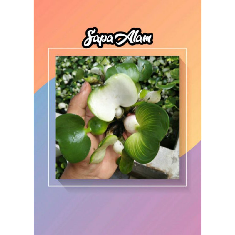 tanaman air eceng gondok - ECENG GONDOK