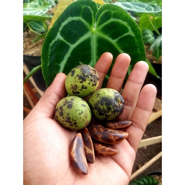 biji ebony / kayu hitam / 50biji