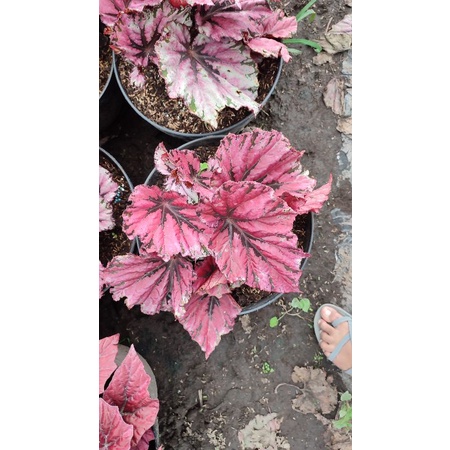begonia silver pink