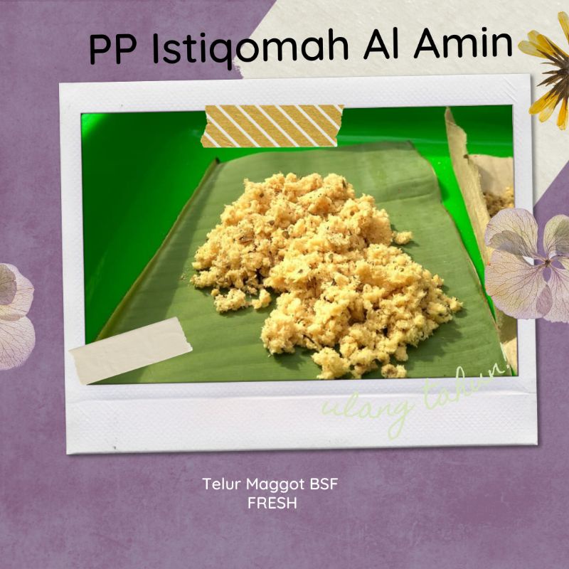 

Telur Maggot Bsf 10gram