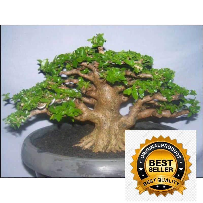 Bonsai sancang STEK BATANG