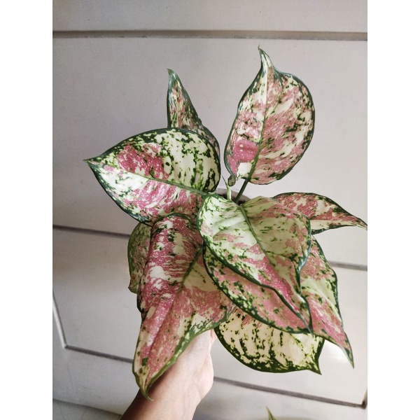 Tanaman Aglonema Tri Color indukan Jumbo