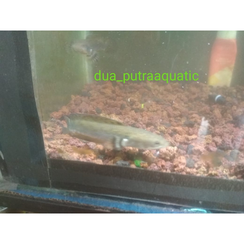Ikan Hias Chana Blue Pulchra
