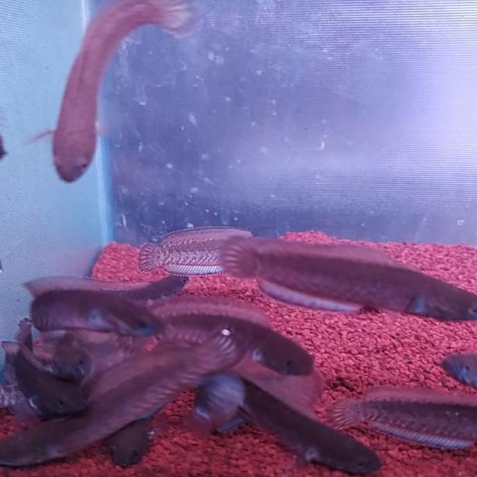 channa andrao high fin sudah pelet blue ikan sortiran ✓