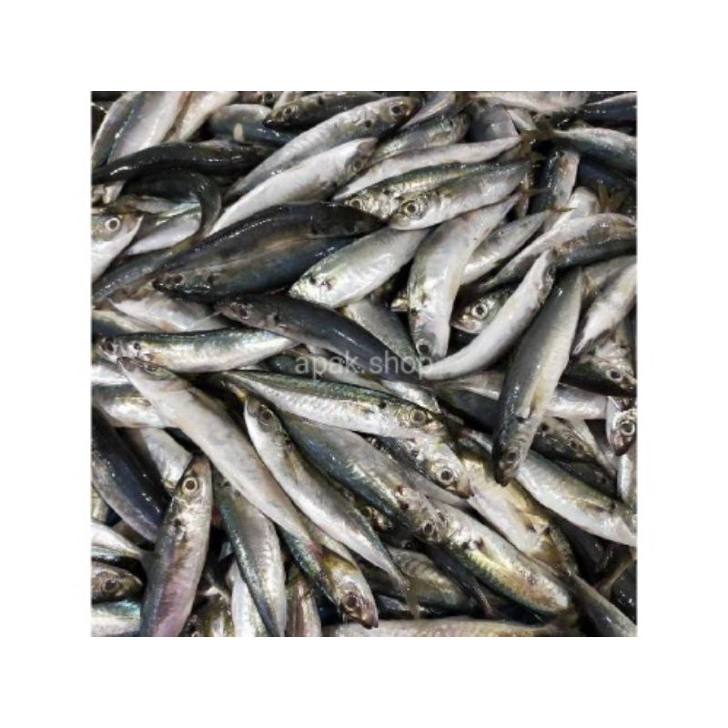 

1 KG Ikan Dencis Pulpen / Ikan layang
