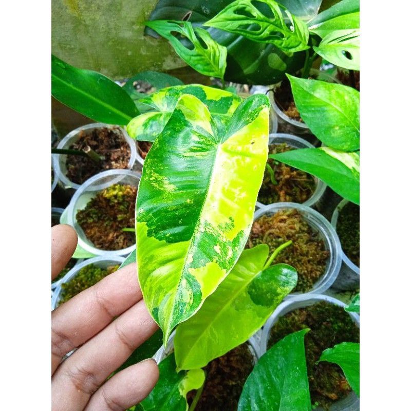 burlemax varigata atau brekele varigata