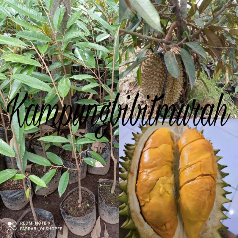 

BIBIT DURIAN MUSANGKING KAKI 3 CEPAT BERBUAH