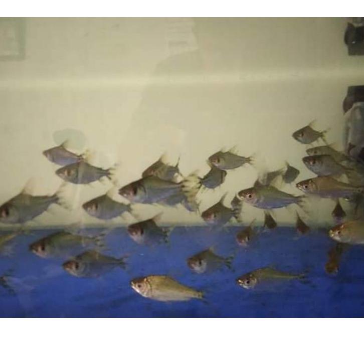 Koleksi Terbaru.. ikan yellow feifeng yff yelow feifeng. Berkualitas