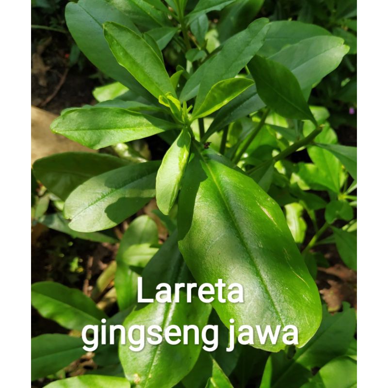 

gingseng jawa