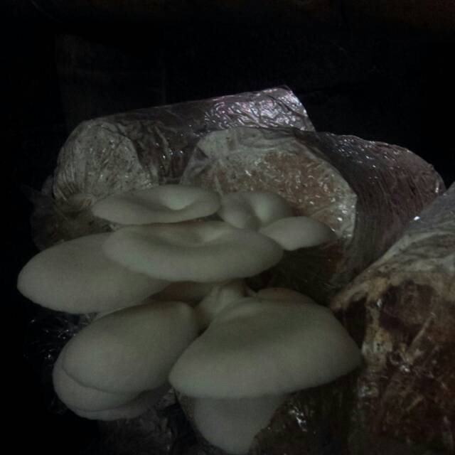 

Jual jamur tiram putih 200 gram