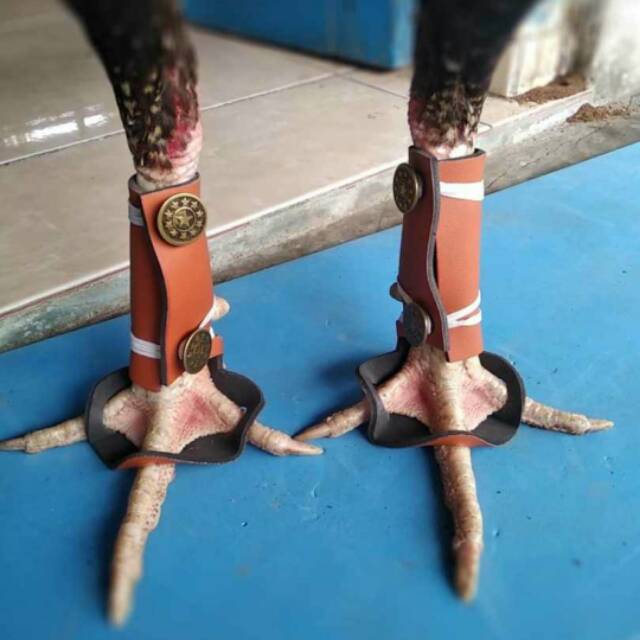 Tutup jalu taji ayam aduan