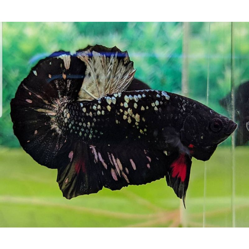 MALE Ikan Cupang Avatar Gold Copper (AVGC) Top Grade #MURAHBANGET, Size M Random, + bonus ikan