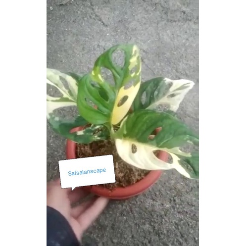 Tanaman Hias Monstera Adansonii Variegata Jepang Ori Janda Bolong Variegata Japan Ori