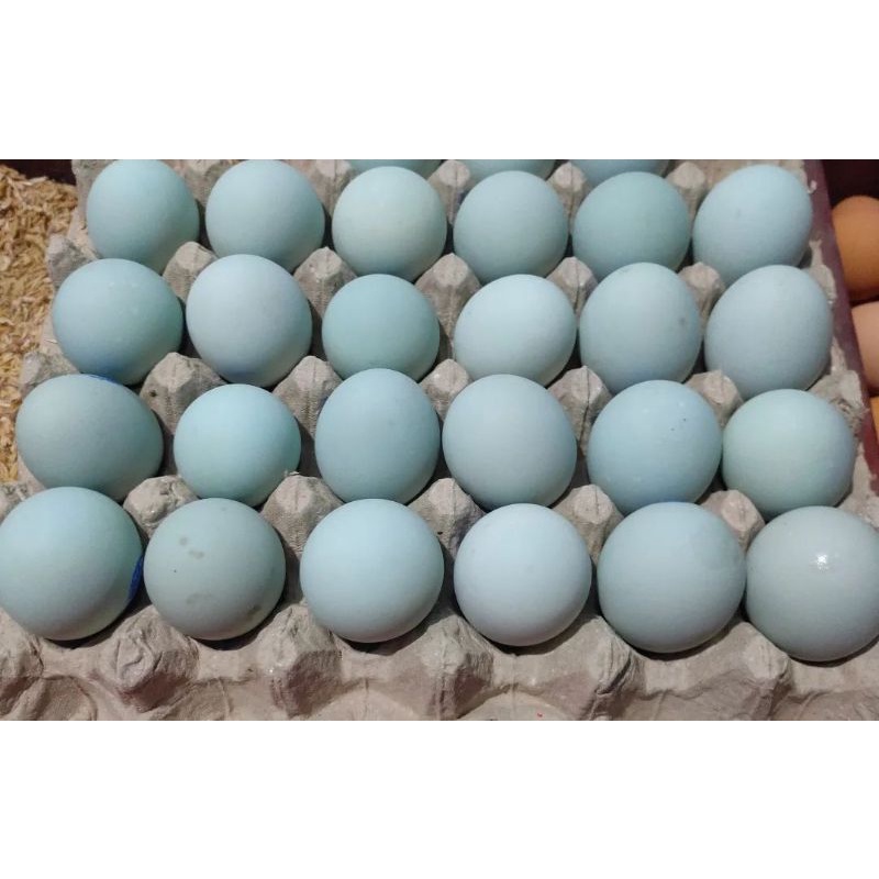 

Telur Bebek