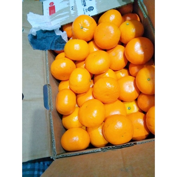 

JERUK IMPOR MURCOT 1KG