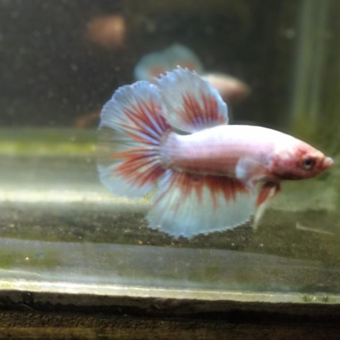 BEST SELLER cupang big ear