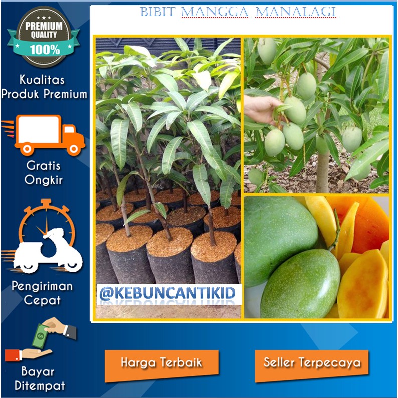 Bibit Tanaman Buah Mangga Manalagi Madu Unggul Bibit Bibit Tanaman Buah Mangga Manalagi Madu Unggul Bibit