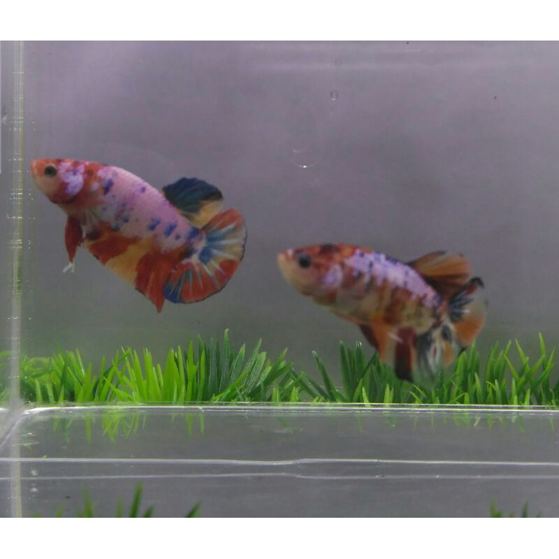 

Cupang Multy Colour