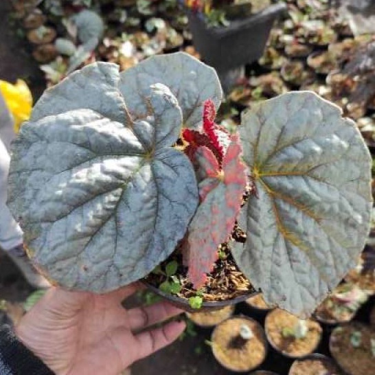 Tanaman Hias Bunga Begonia Silver Tanaman Begonia Bunga Murah