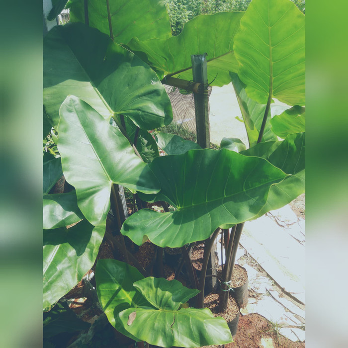 Tanaman Hias Lompong Hitam Besar