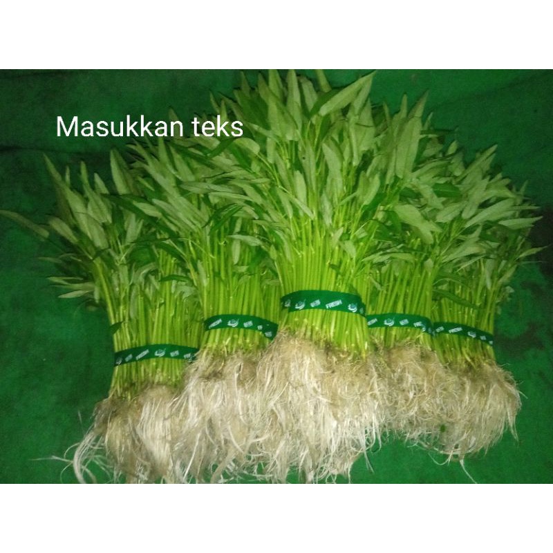 

kangkung Hydroponik Segar 1kg
