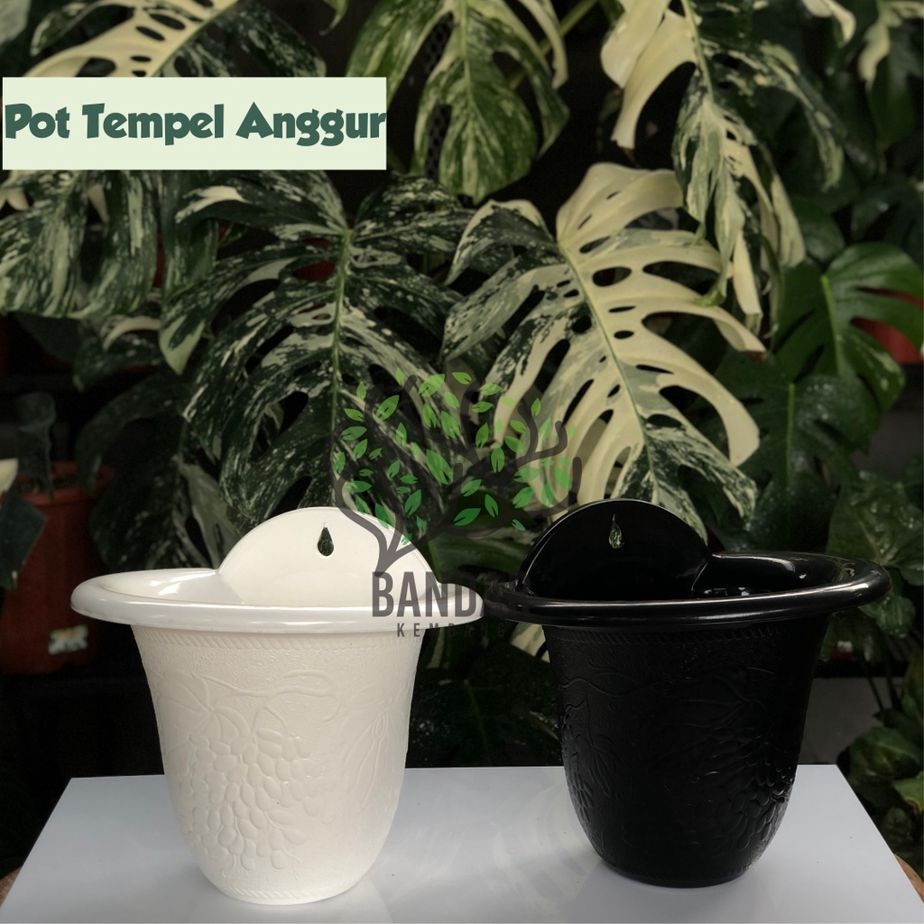 Pot Tempel Motif Buah Anggur Putih Hitam Pot Tempel Dinding