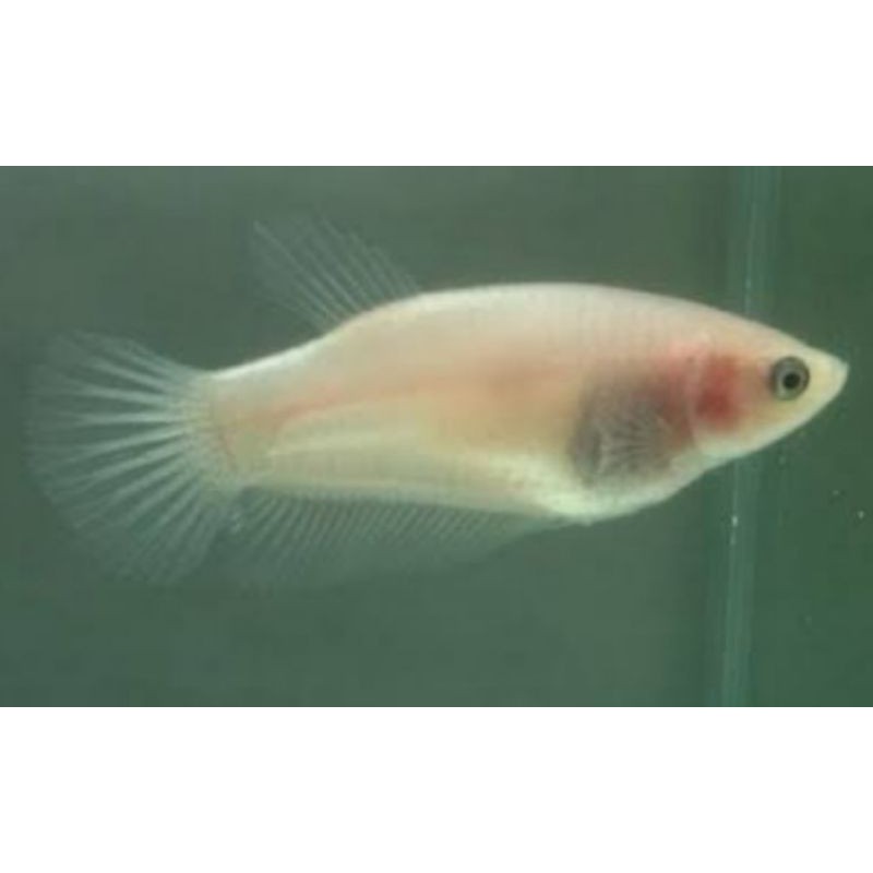ikan cupang cello betina