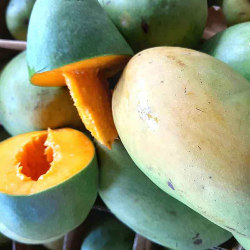 

Mangga alpukat 1kg