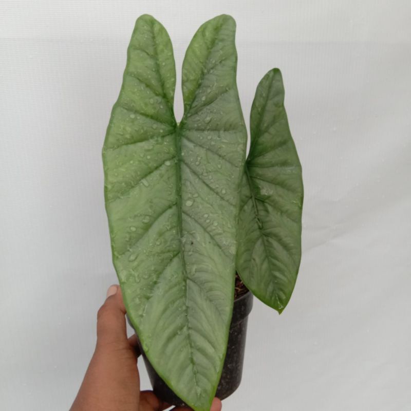 Alocasia Corazon