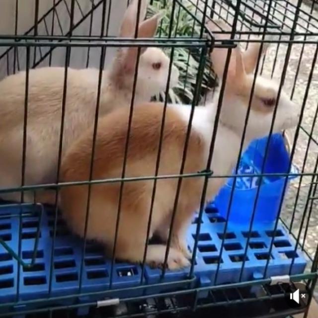 ❃ Palet Plastik Pallet Tatakan Alas Kandang Foot Rest Kelinci Kucing ۩
