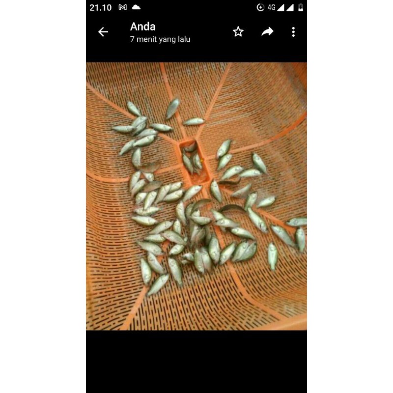 benih kakap putih baramundi