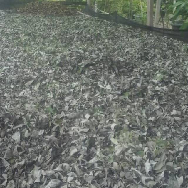 

Daun Legundi kering 1kg