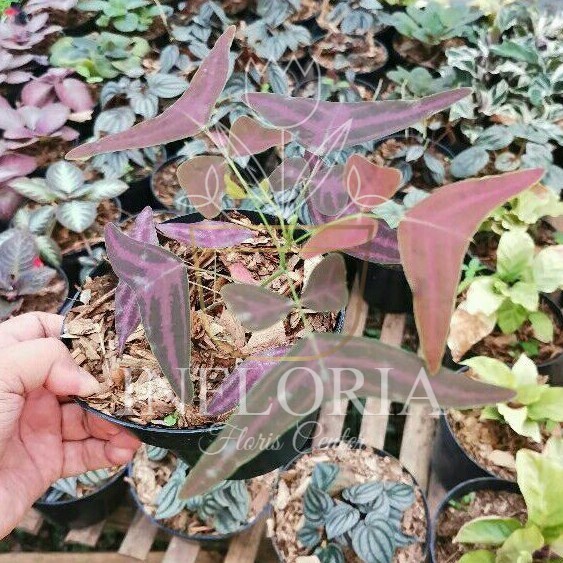 Tanaman hias oxalis batik - oxalis batik merah - kupu-kupu batik merah