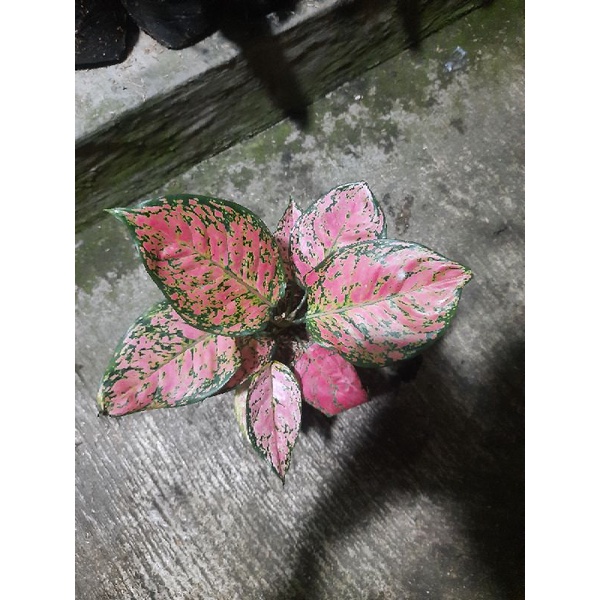 aglonema dut anjamani remaja