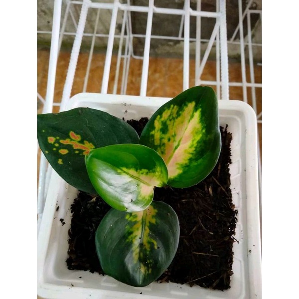 aglonema sultan Brunei SB anakan baby alam indah flora