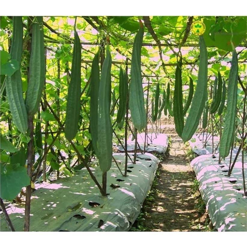 Bisa bayar di tempat - GAMBAS / OYONG 2 biji bibit seed seeds Benih Oyong Hibrida F1 Grandia Sayuran Rambat Gambas Unggul - Bibit Tanaman Sayur Seribuan