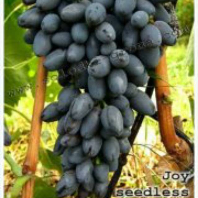

Anggur import Joy sedles