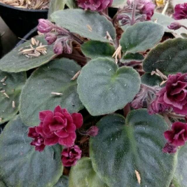 Tanaman gantung red african violet