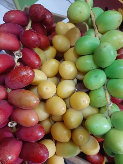 

Disc Kurma Muda Promil Kuning 1 Kg Segar Bukan Frozen