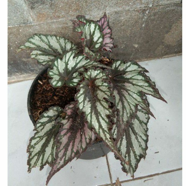 

Tanaman Hias Begonia Rex Hybrid Black