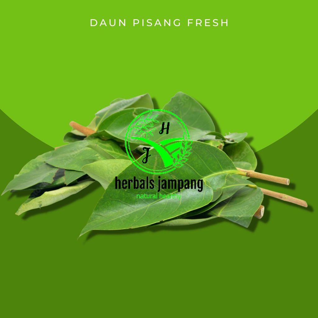 

daun salam segar dijual per pack / bungkus Daun Salam Fresh organik daun salam segar organik langsung ambil dari kebun daun salam fresh pohon salam segar